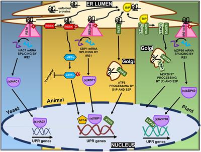 Cell Death Signaling From Endoplasmic Reticulum Stress: Plant-Specific and Conserved Features